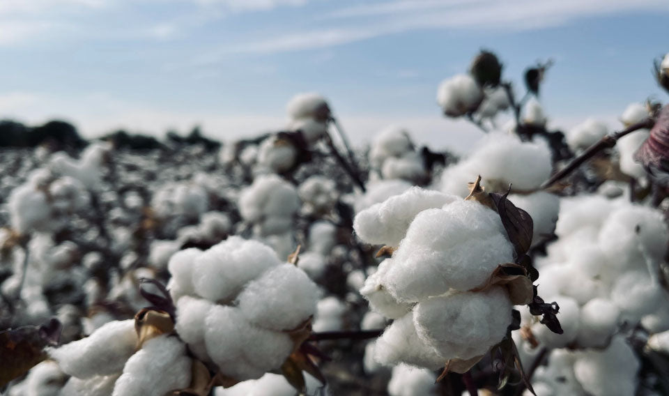 De origen sustenible, producido èticamente. De origen sustenible, producido èticamente.